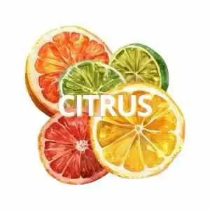Citrus and Fresh Notes